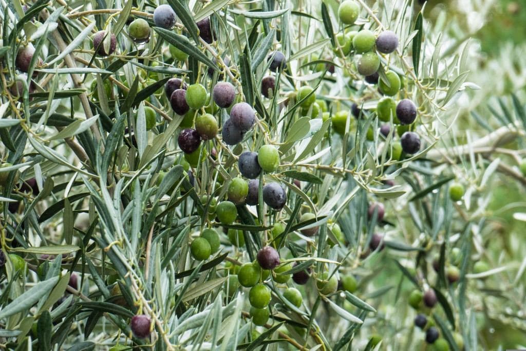Rama de olivo con aceitunas verdes y negras