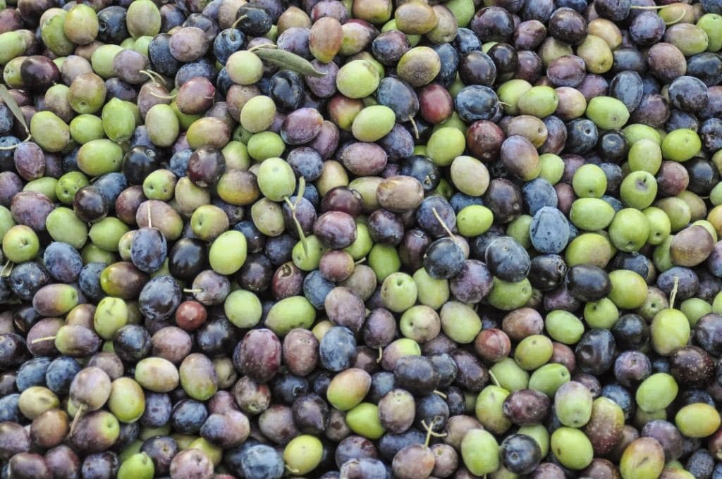 Aceitunas frescas recién cosechadas